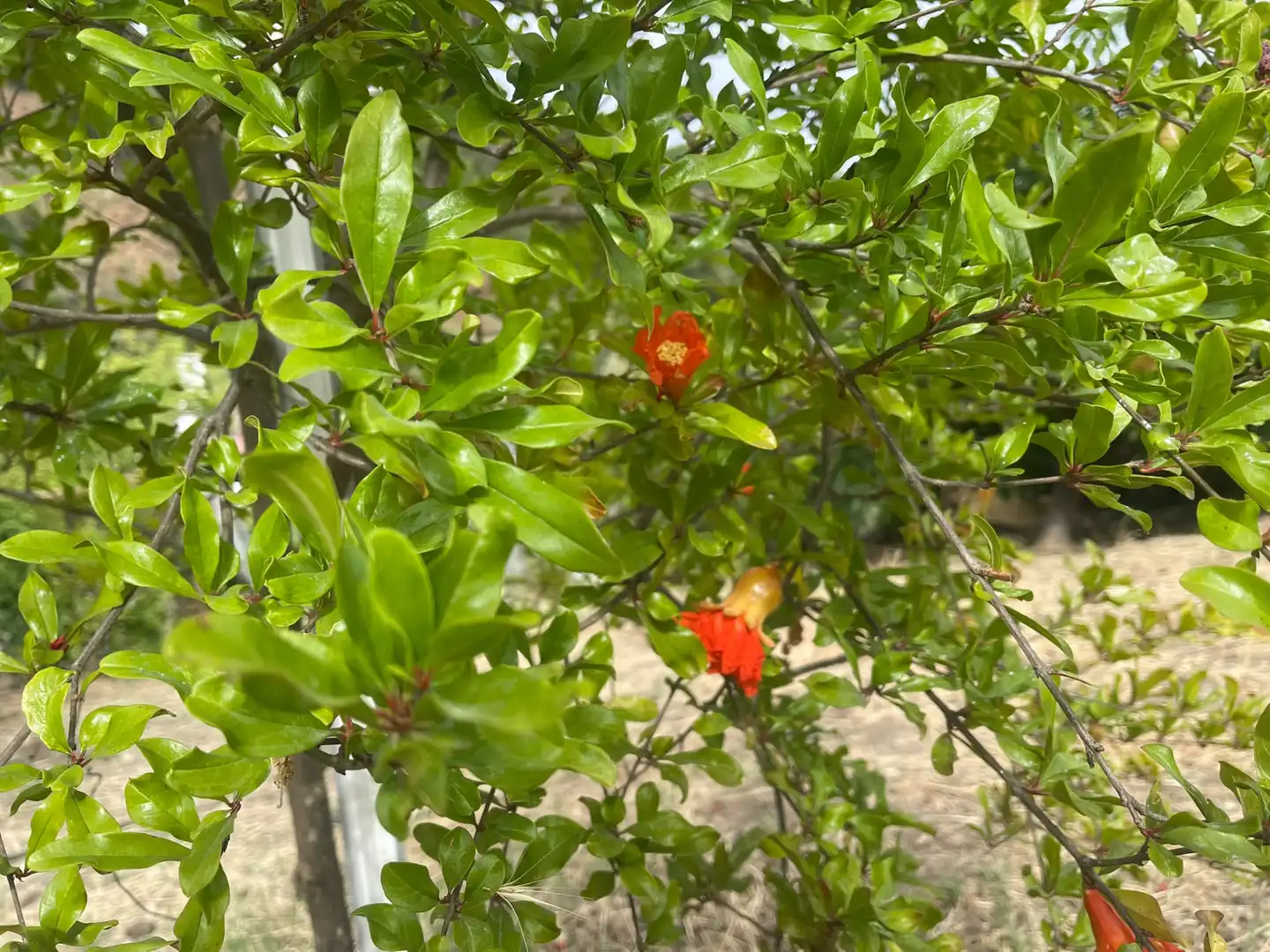 Jardí de Residencial en venda en Estepona