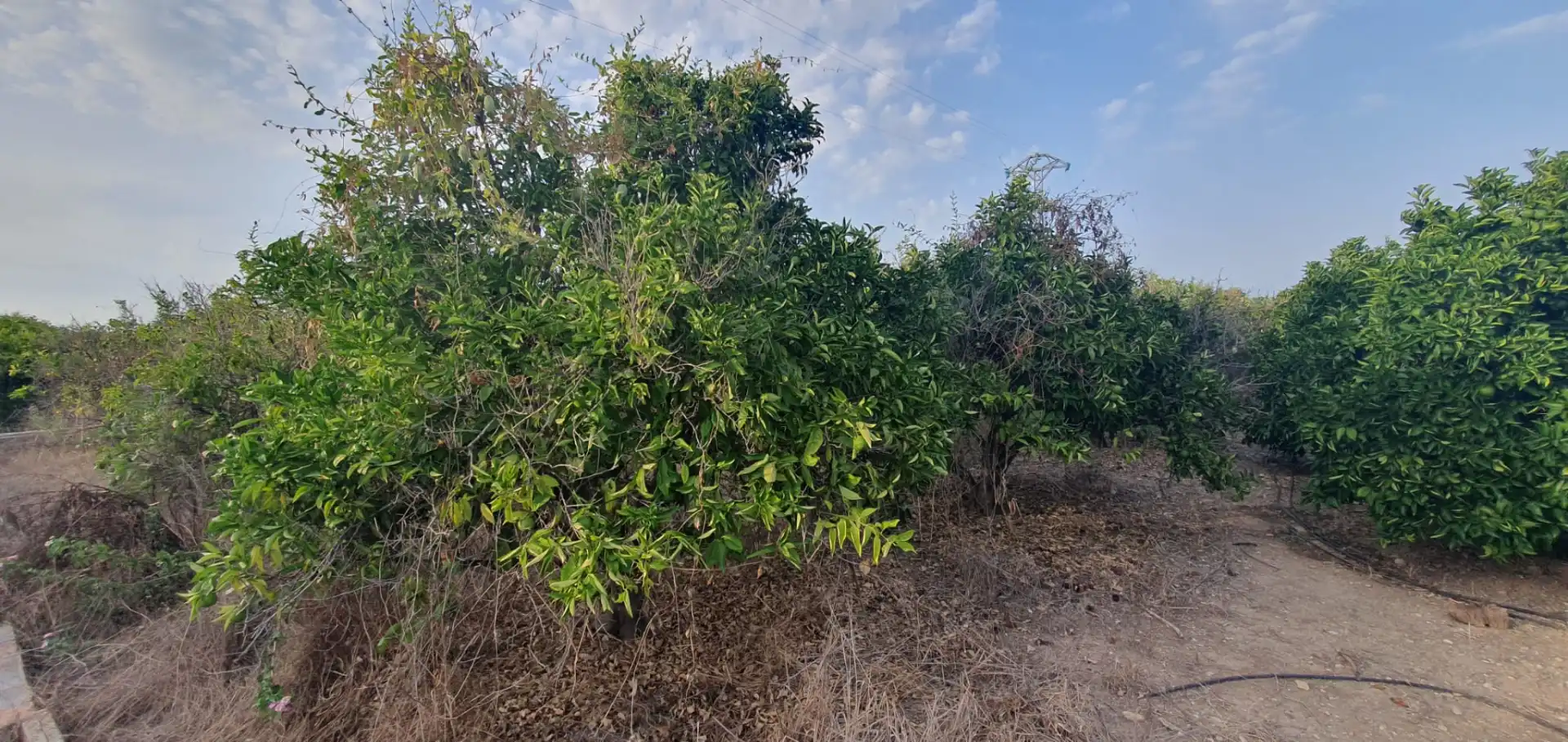 Terreno rustico in vendita a N/A