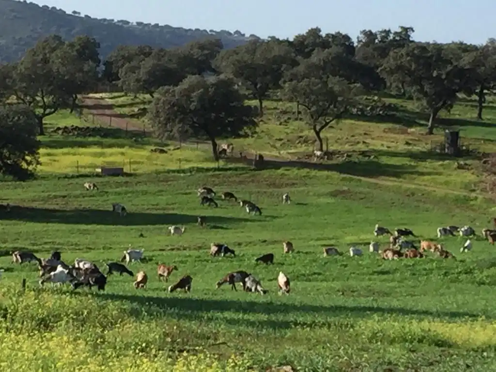 Vista exterior de Finca rústica en venda en Almadén de la Plata amb Calefacció i Terrassa