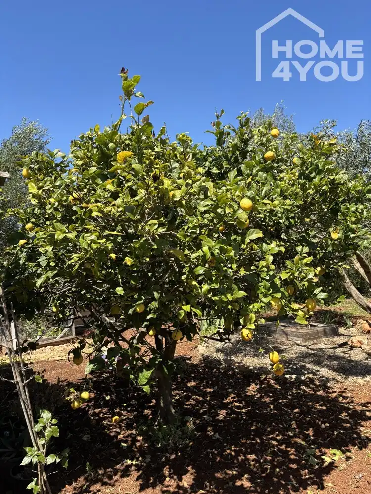 Jardí de Finca rústica en venda en Felanitx amb Calefacció i Terrassa