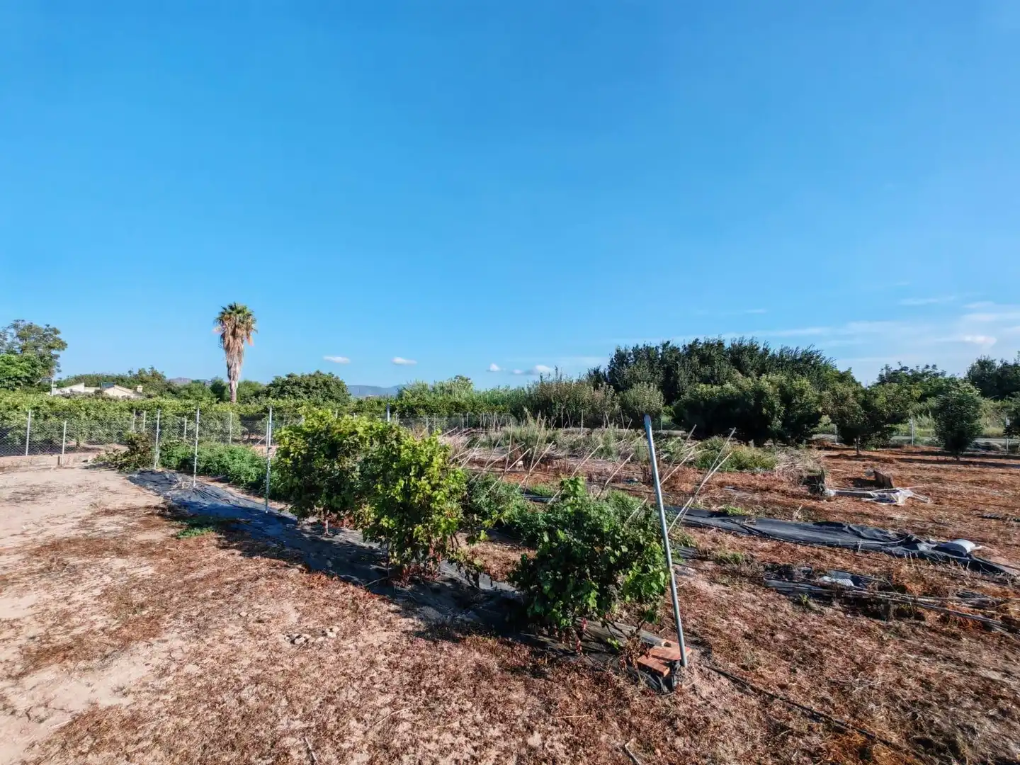Rural land for sale in Benavites, imagen 12