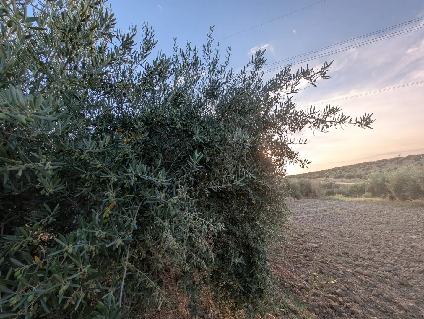 Garden of Land for sale in Lopera