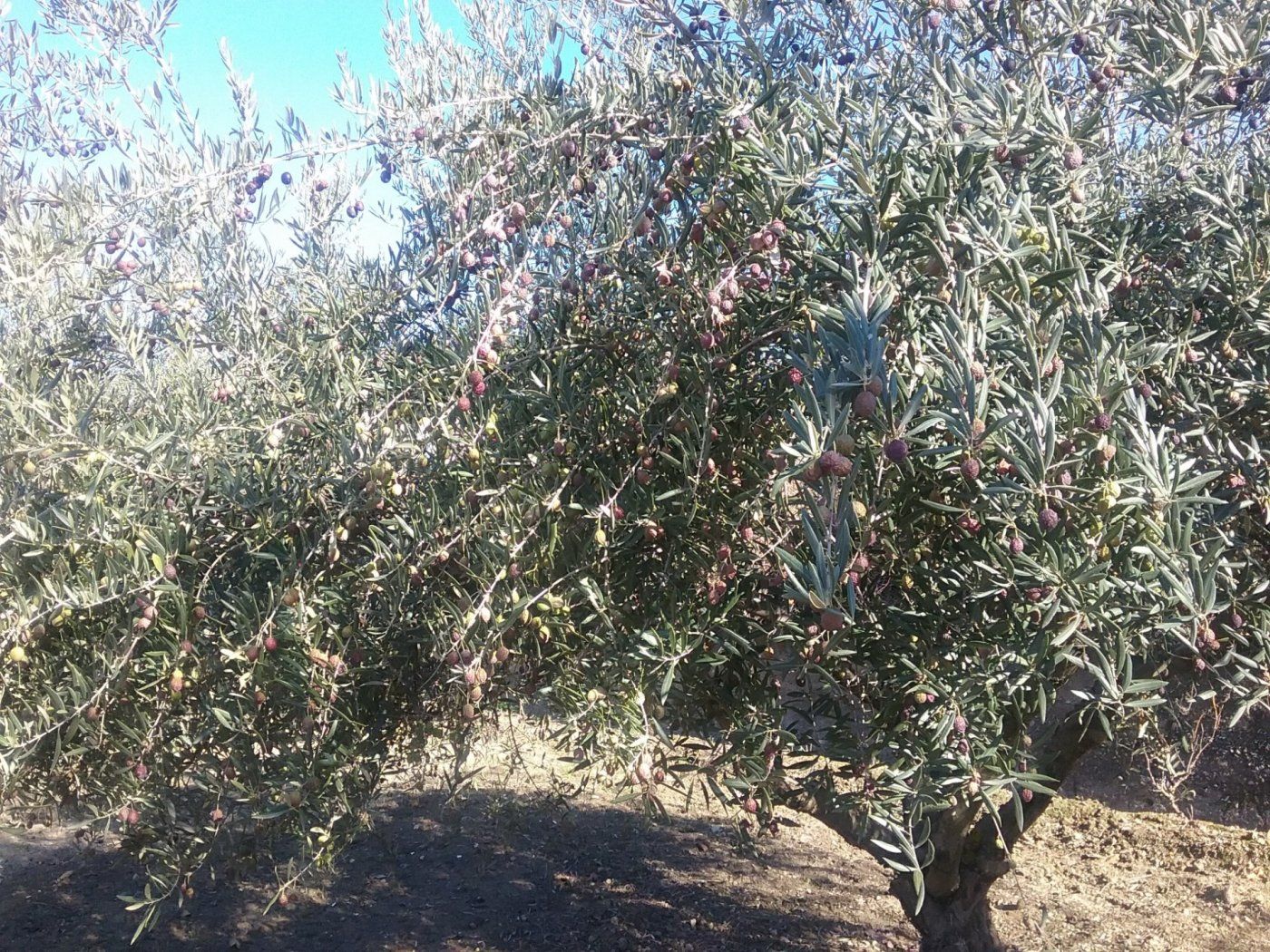 Jardí de Finca rústica en venda en La Zubia