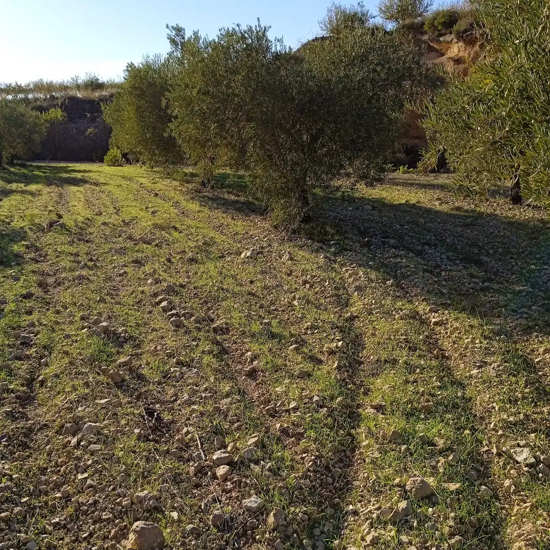 Terreny rústic en venda a La Romana, imagen 3