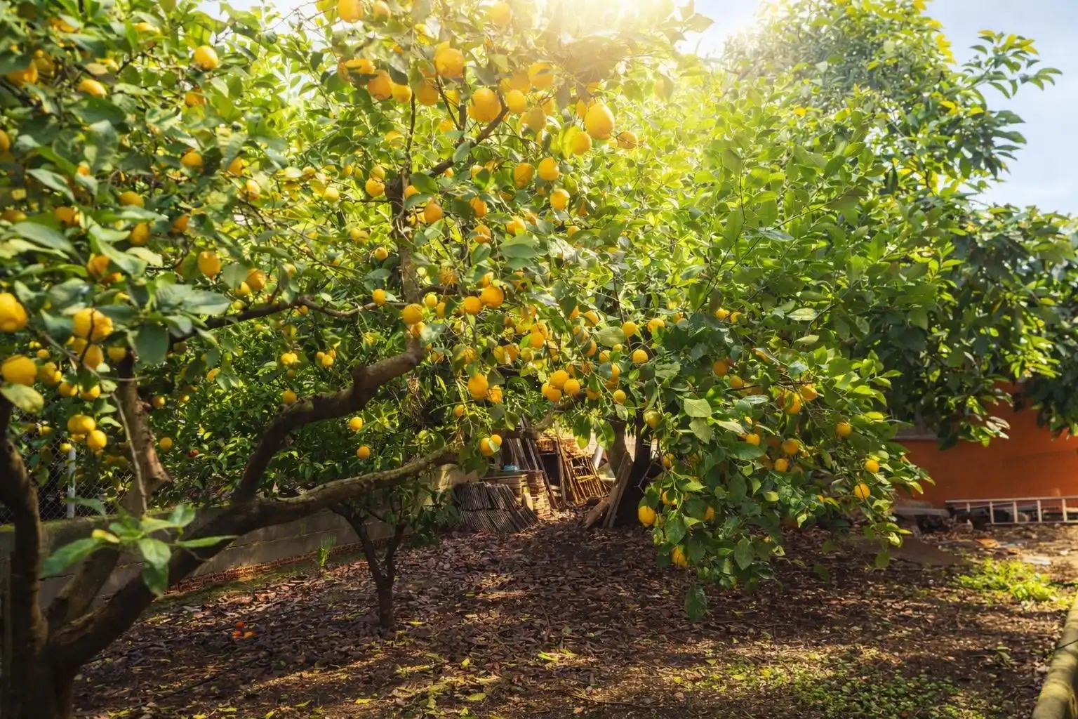 Jardín de Finca rústica en venta en Coín con Jardín privado, Terraza y Trastero