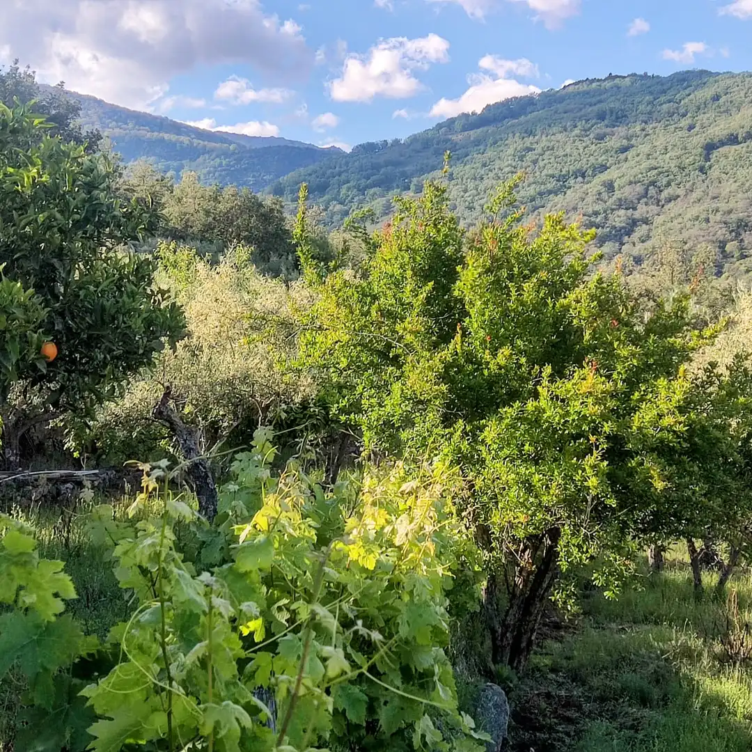 Terreni e lotti in vendita a Losar de la Vera, imagen 8