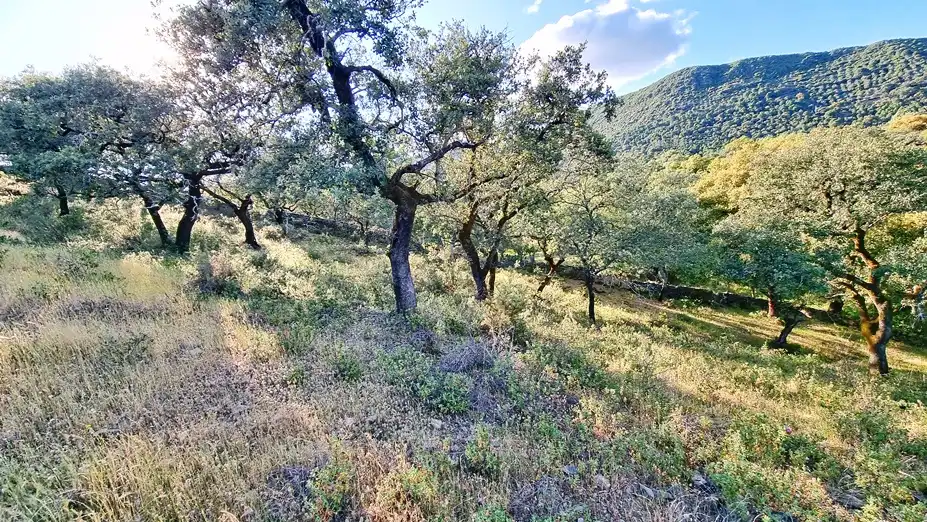 Terreni e lotti in vendita a Linares de la Sierra, imagen 9