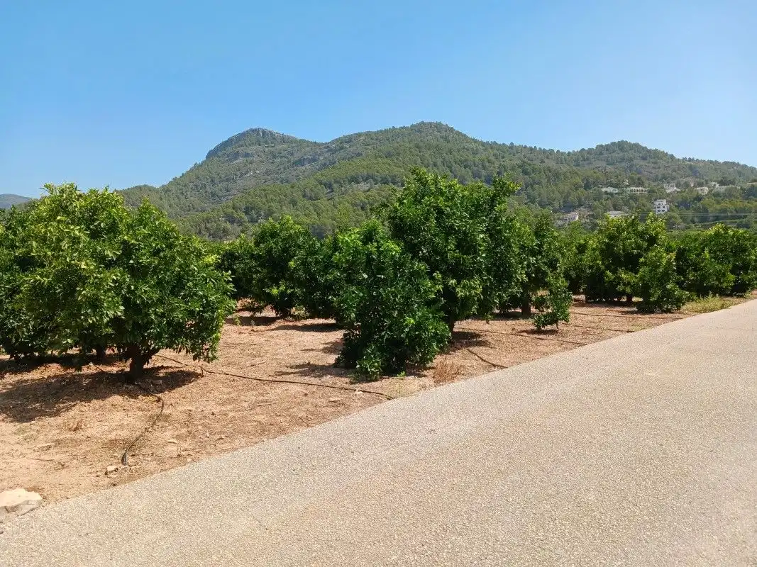 Terreny rústic en venda a Palma de Gandia, imagen 2