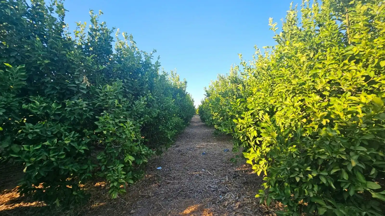 Finca rústica en venta en Librilla