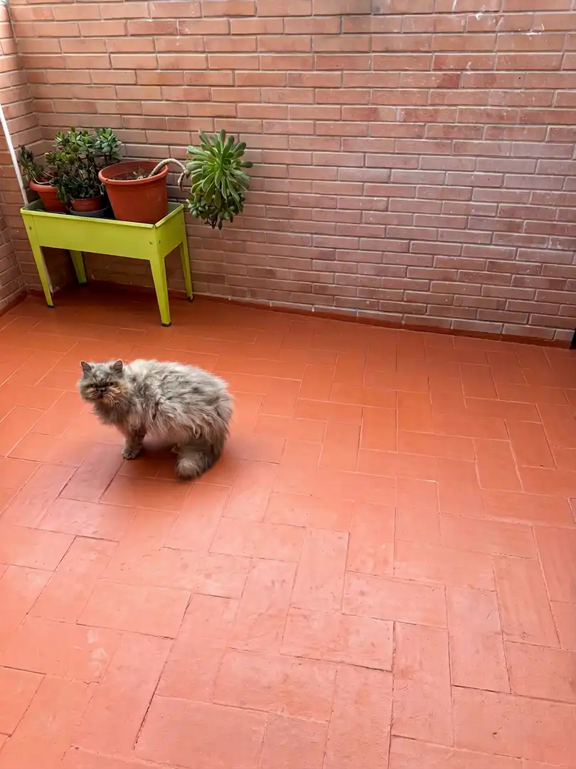 Jardín de Casa o chalet en venta en Onda con Terraza, Amueblado y Balcón