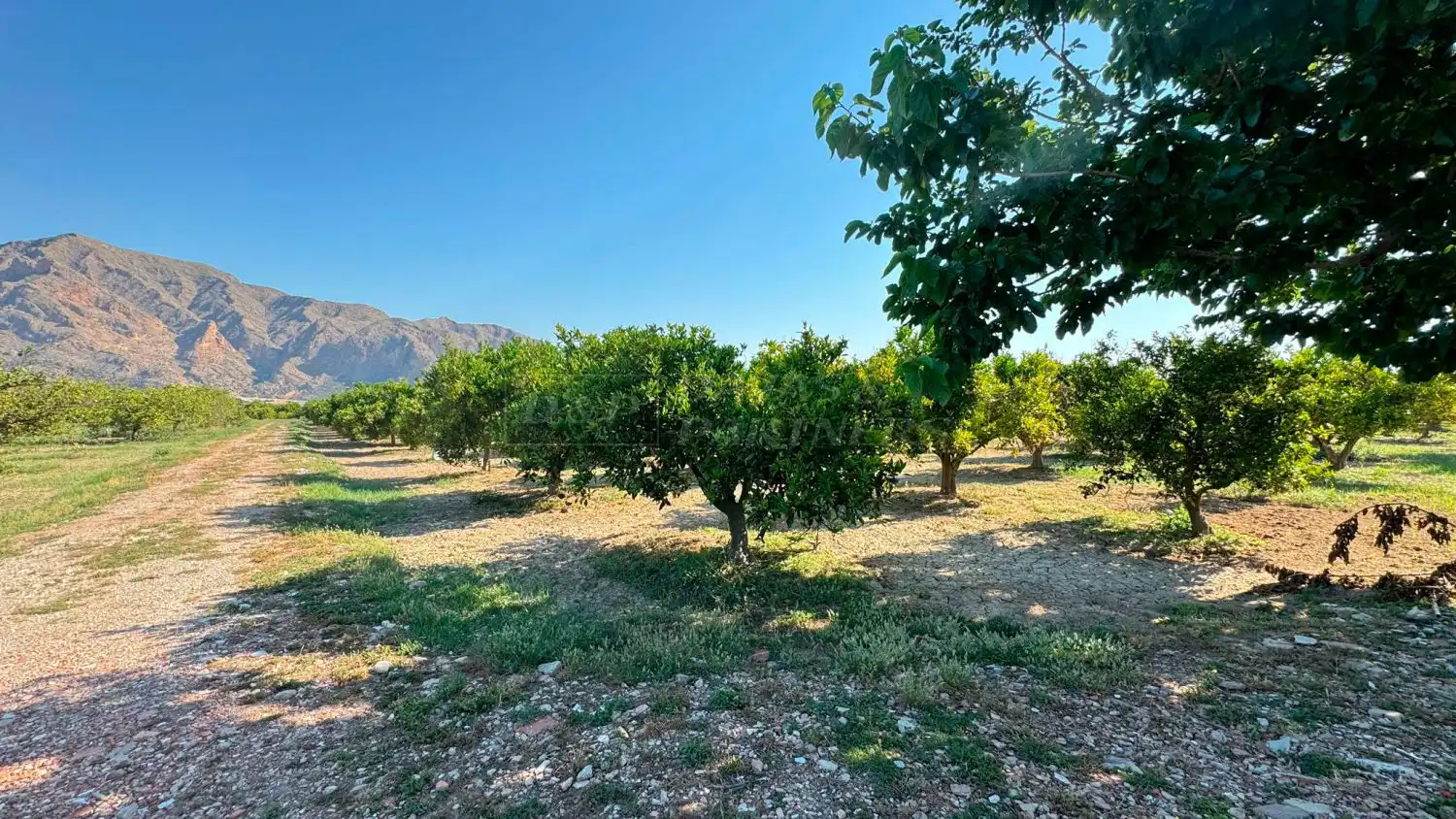 Finca rústica en venda en Redován