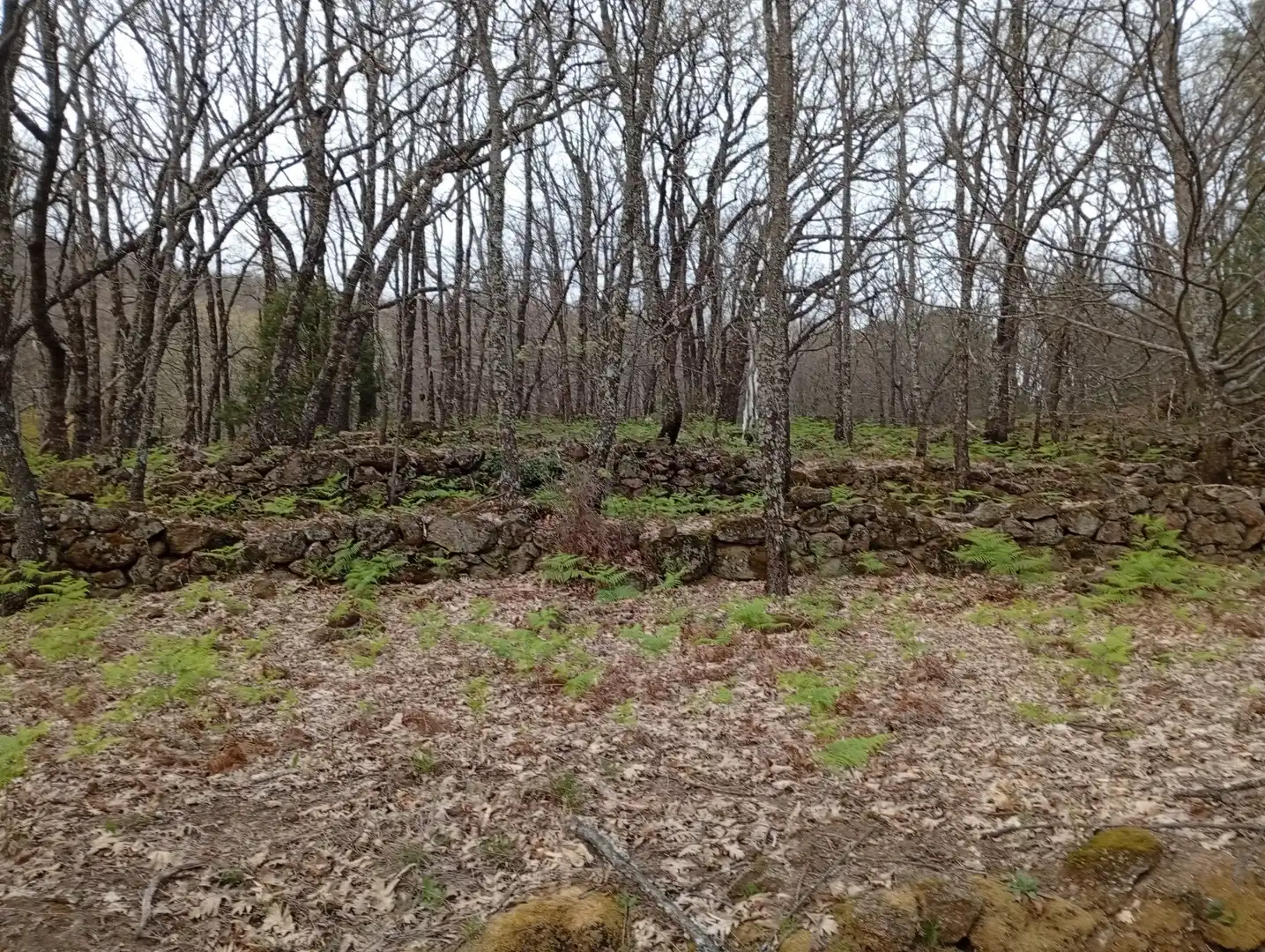 Terreni e lotti in vendita a Valverde de la Vera, imagen 120