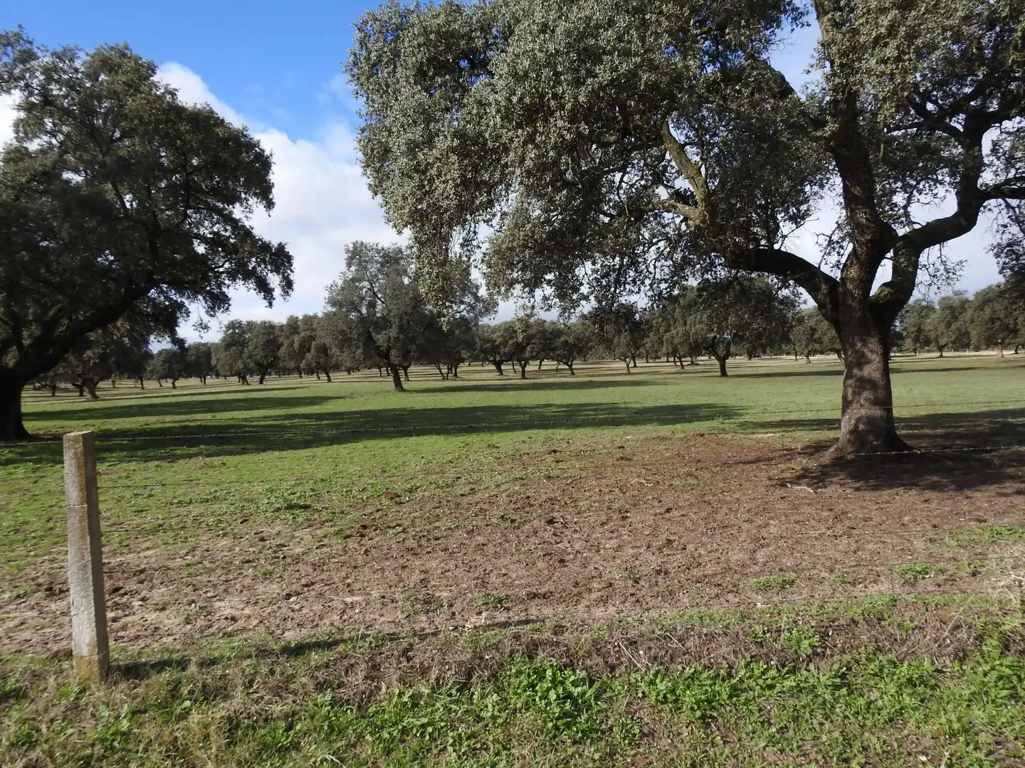Grundstücke zum Verkauf in Torralba de Oropesa