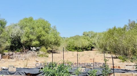 casa con encanto y terreno rústico en Binixica, imatge 5