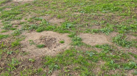 Foto 2 de Terreno en venta en N/a, Los Molares, Sevilla