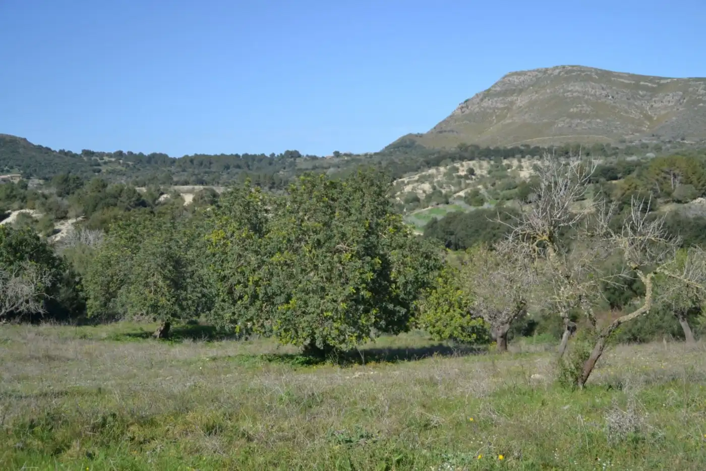 Casa rústica amb jardí en venda a Sant Llorenç des Cardassar, imagen 26