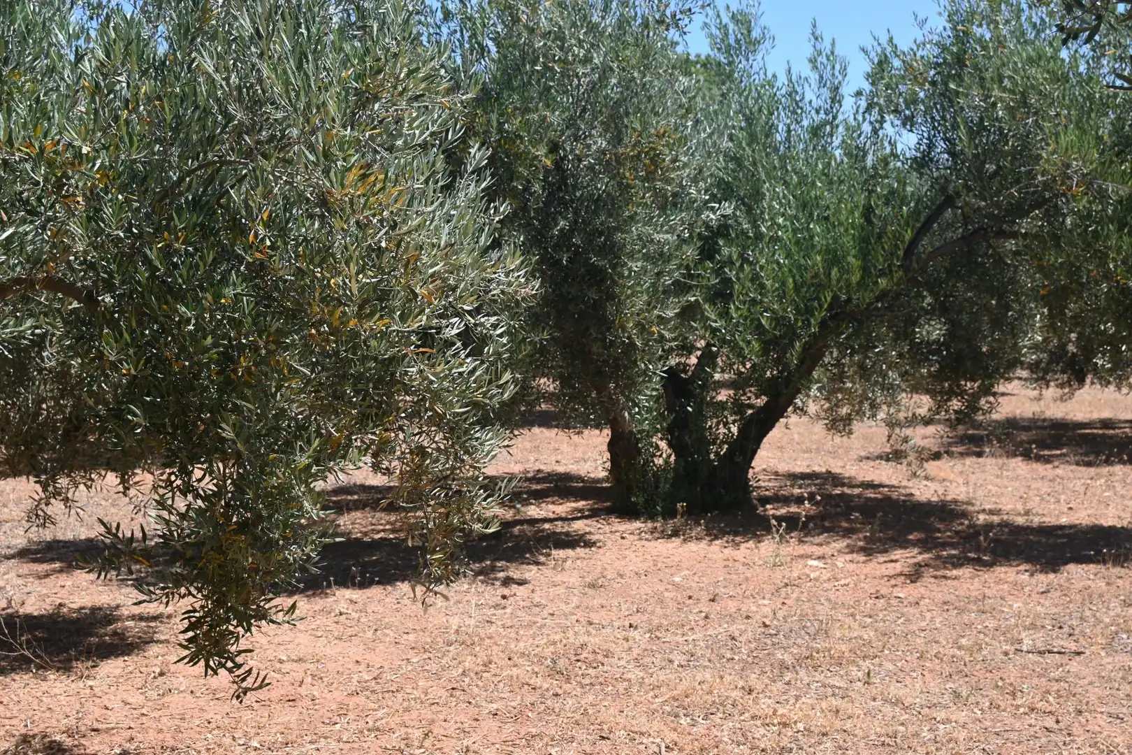 Terreni e lotti in vendita a Albolote, imagen 20