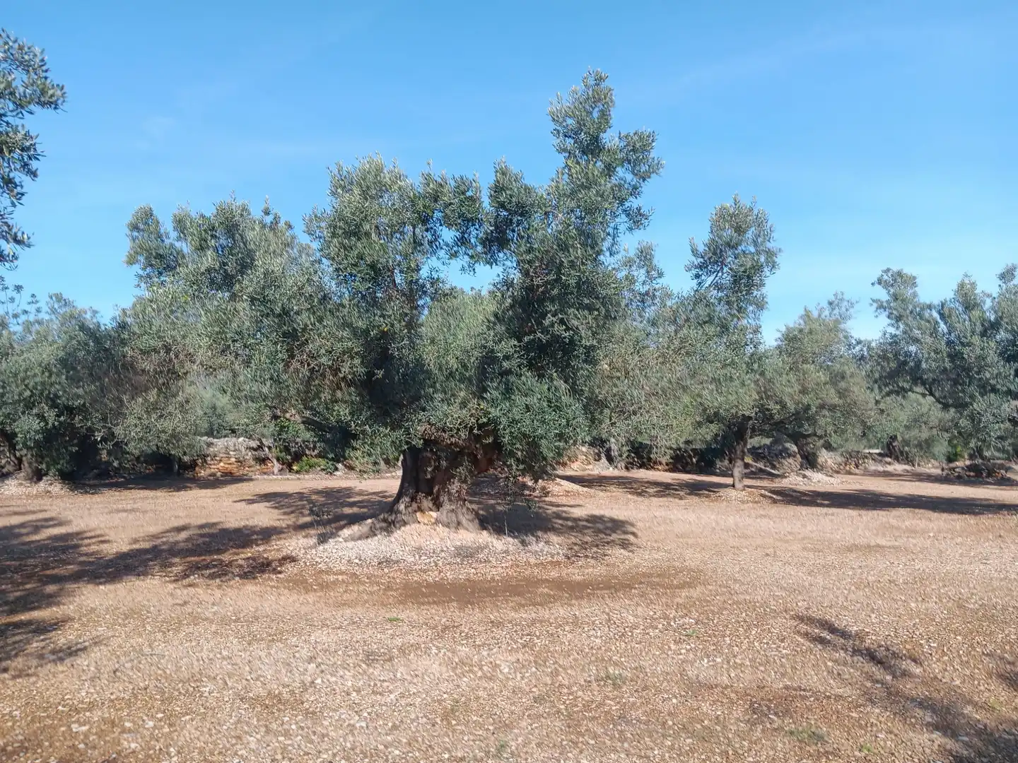 Lands and plots for sale in Roquetes, imagen 13