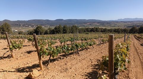 SANT MARTI SARROCA.- FINCA DE 4,1 HECTAREAS CON VIÑA Y OLIVOS., imatge 4