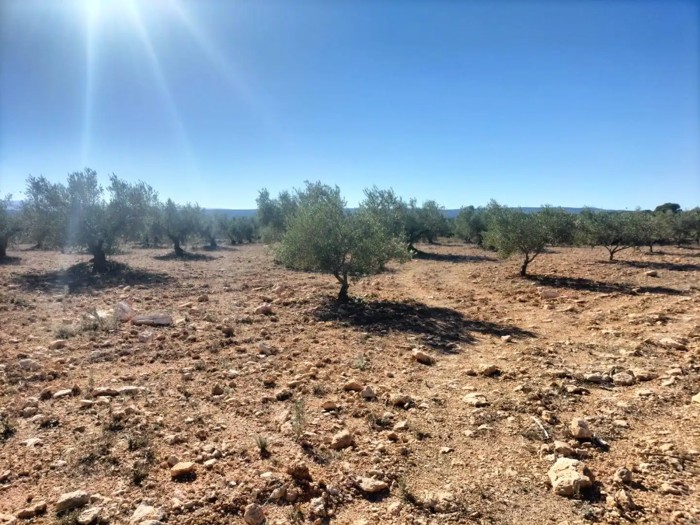 Terreno rustico in vendita a Polígono 7 Parcela 82 LOMA FERRER. NAVARRES (VALE 7, imagen 4