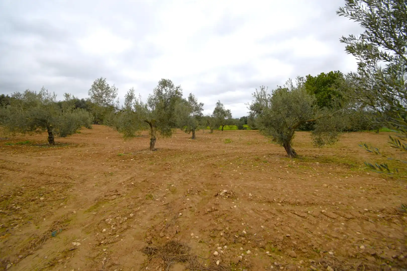 Rural land for sale in Muro