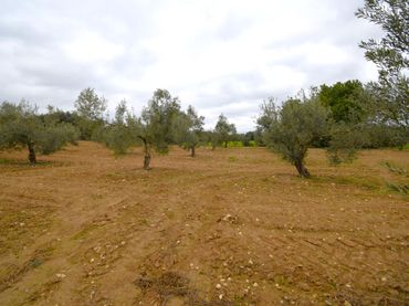Terreno rústico en venta en Muro