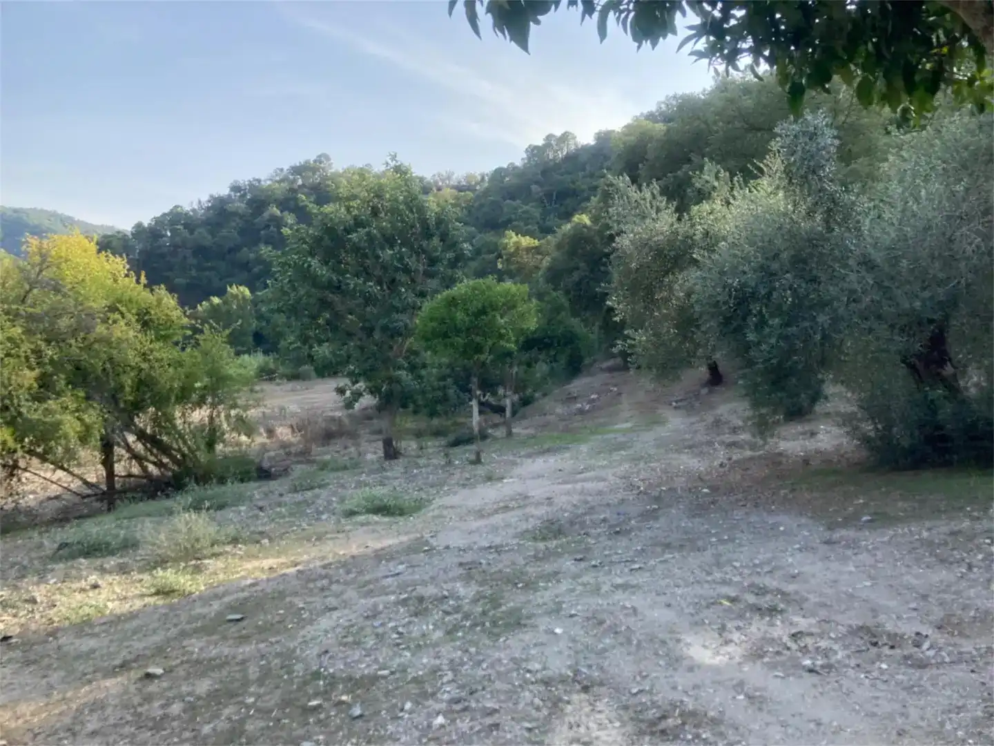 Land for sale in Benarrabá
