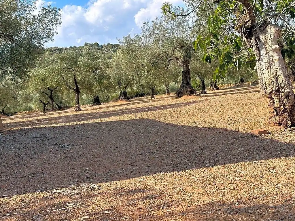 Terreni e lotti in vendita a Freginals, imagen 7