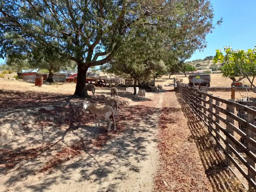 Vista exterior de Casa o xalet en venda en San Vicente de Alcántara