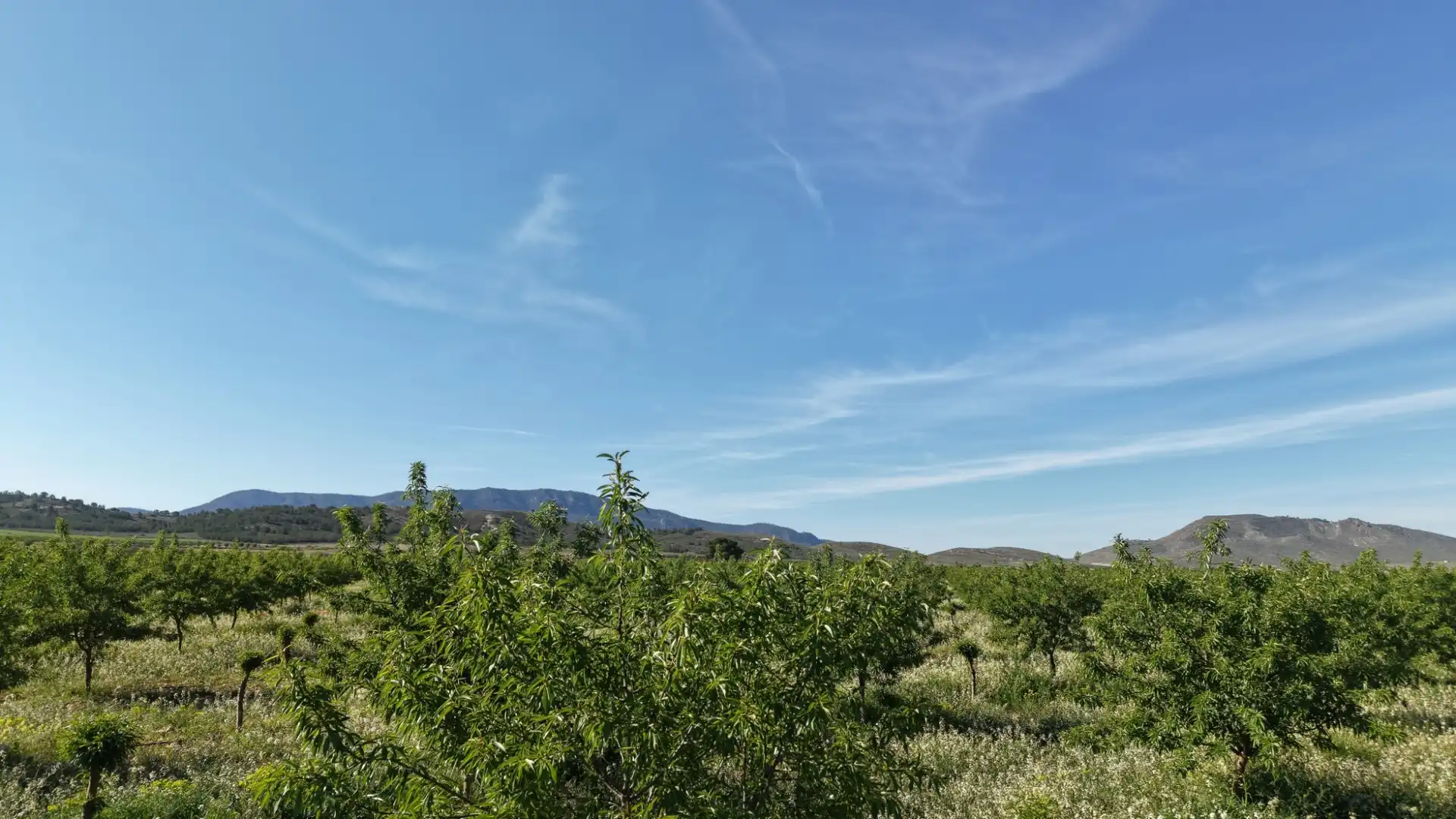 Residential land for sale in Yecla, imagen 13