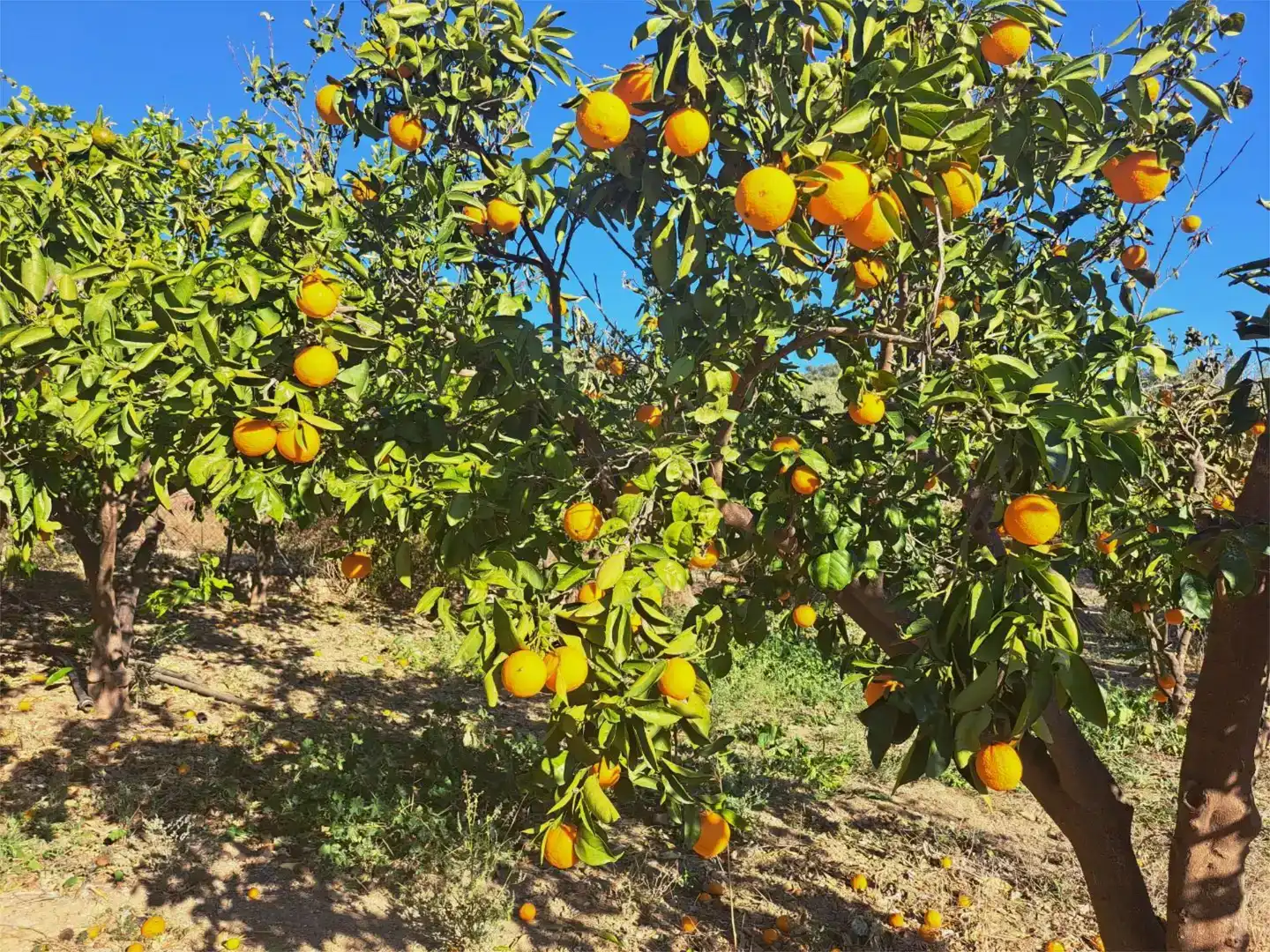 Jardí de Casa o xalet en venda en Alfarnatejo