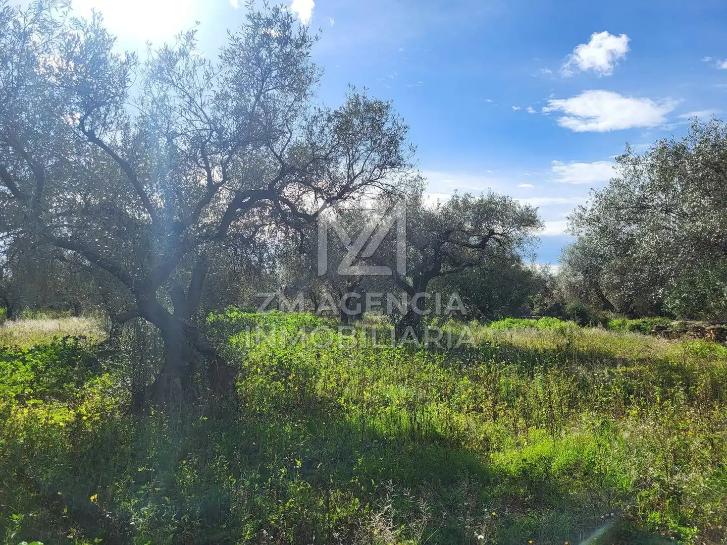 Rural land for sale in Vilagrós, imagen 5