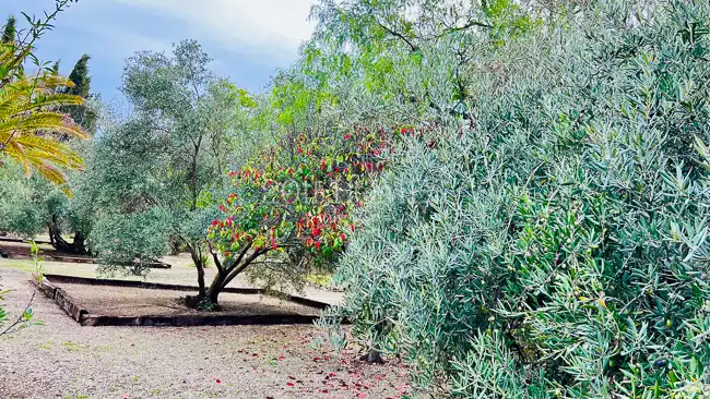 Jardín de Finca rústica en venta en Úbeda con Jardín privado, Terraza y Piscina