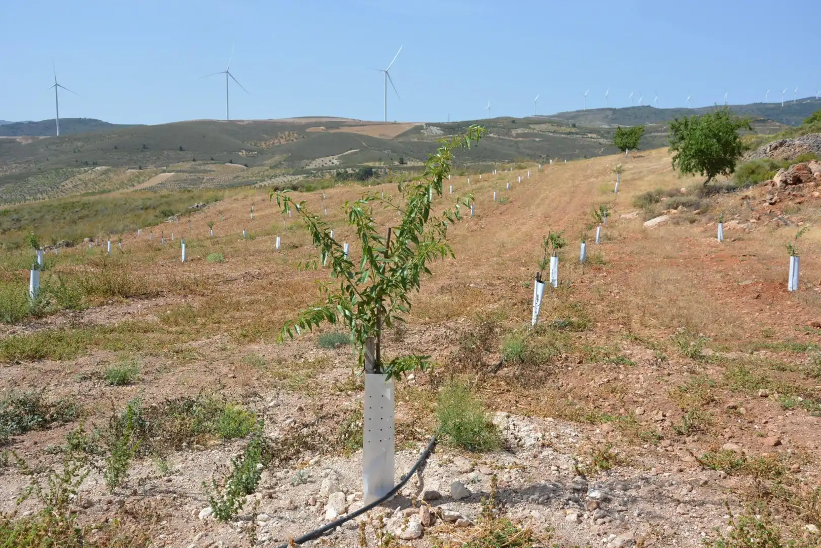 Land for sale in Padul