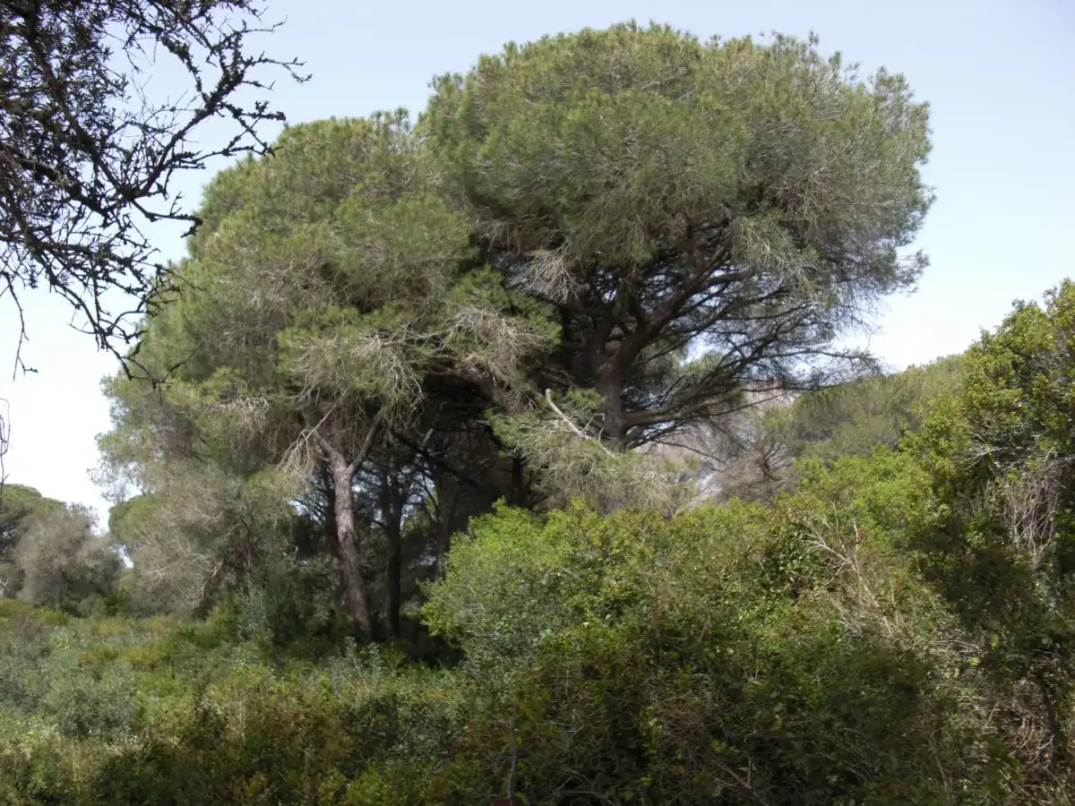 Casa rústica en venda a Vejer, imagen 14