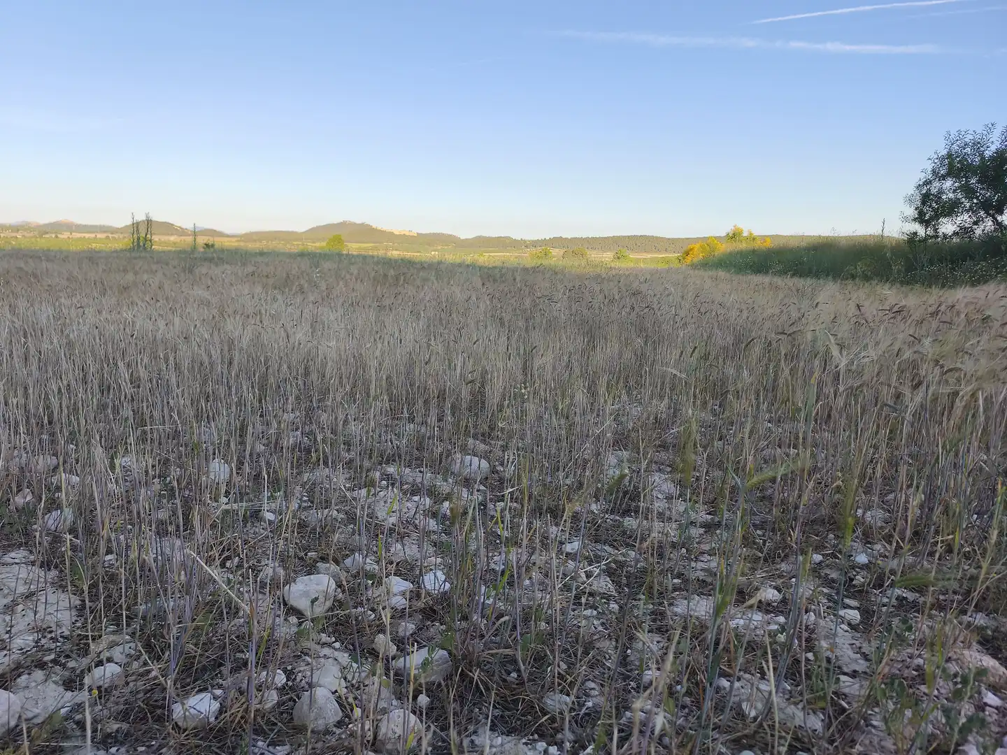 Terreno rustico in vendita a Moratalla, imagen 15