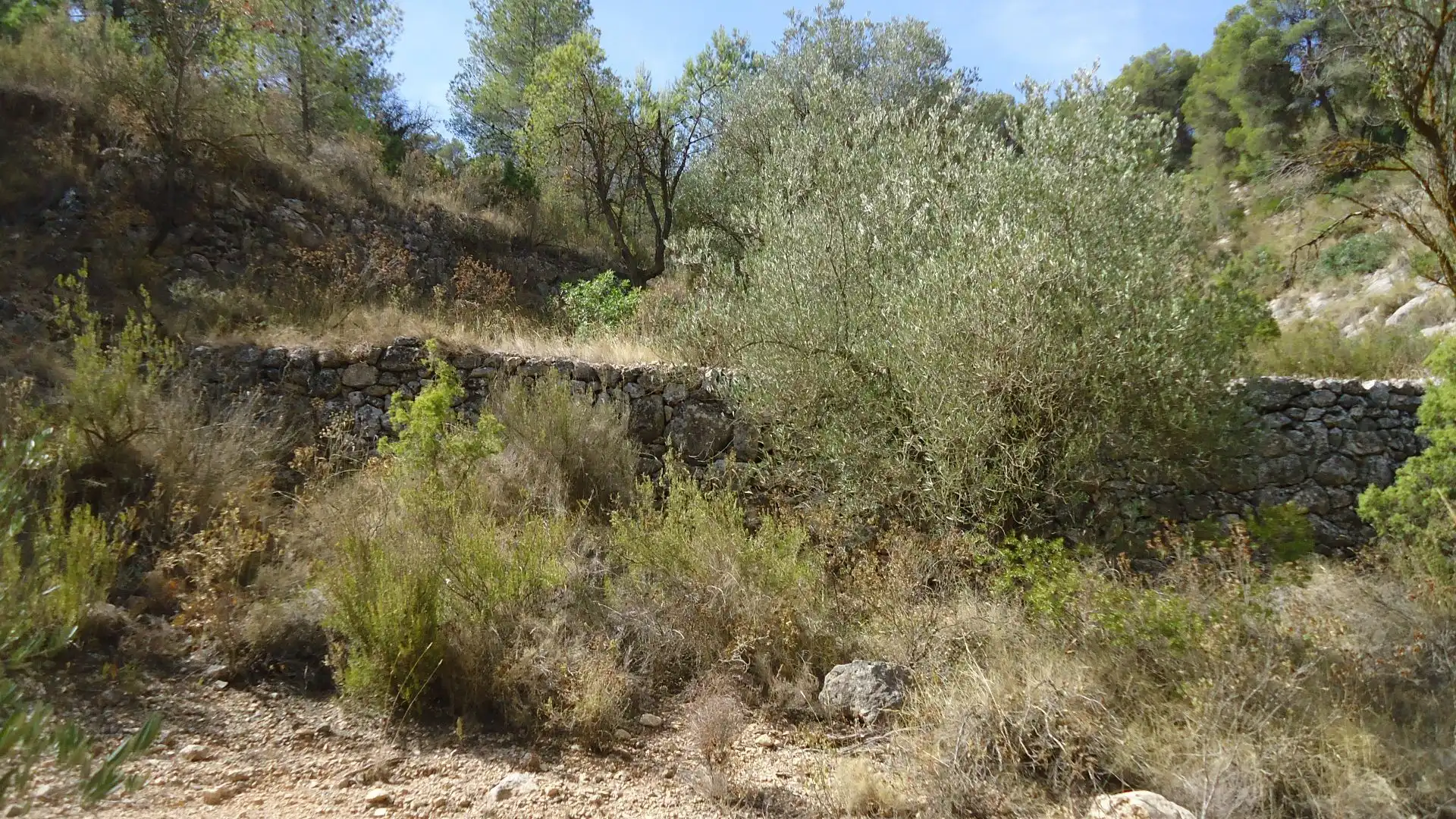 Lands and plots for sale in Abanilla, imagen 10