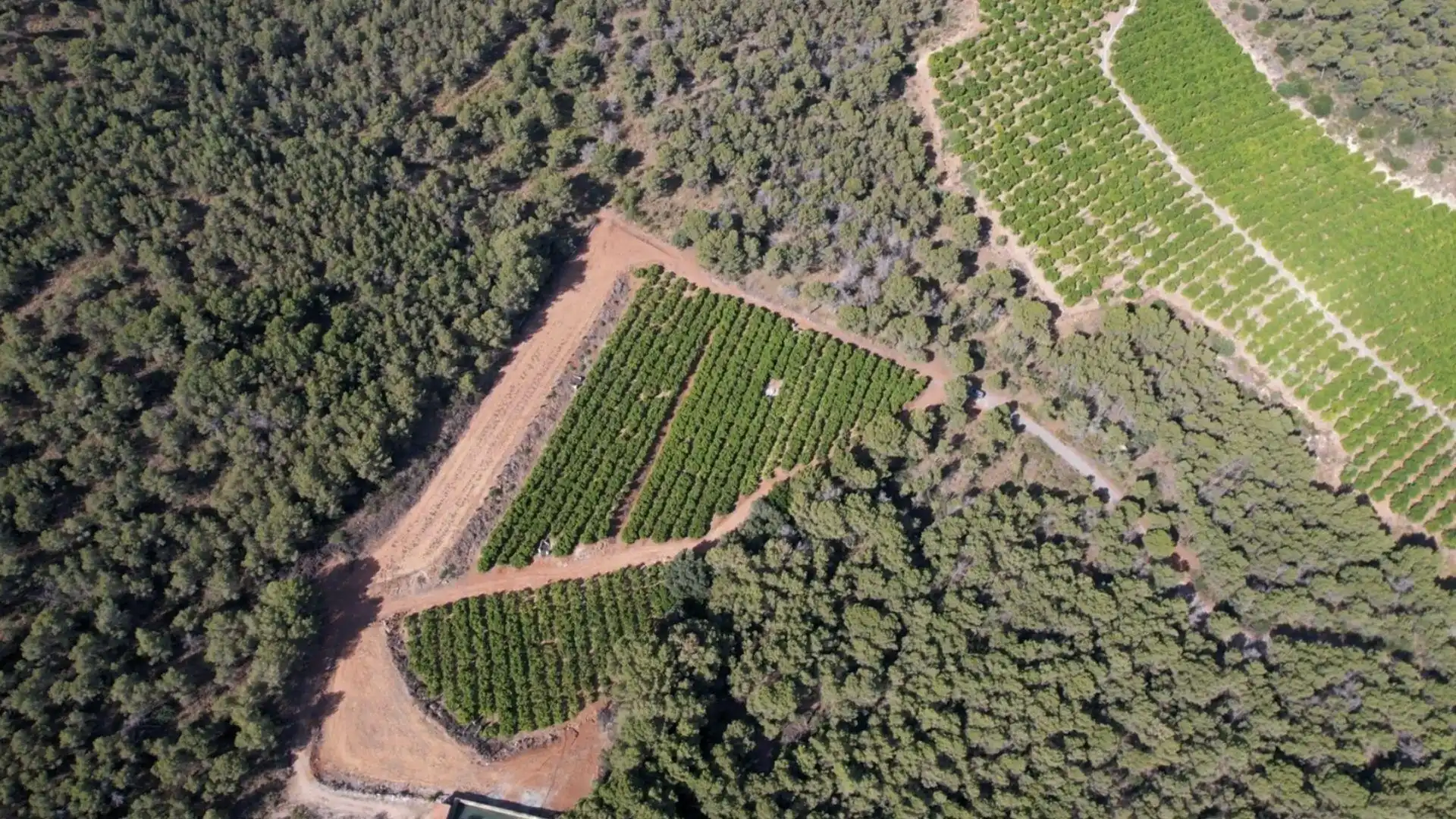 Terrain rustique à vendre à Sagunto, imagen 4