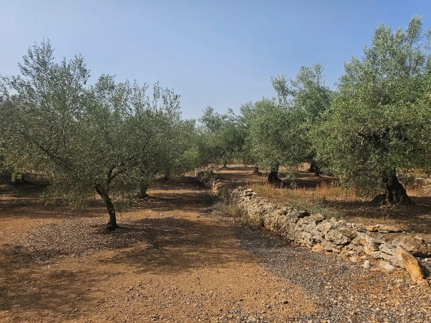 Terreno en venta en Alcanar