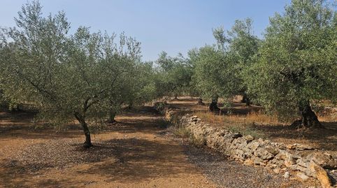 Foto 3 de Terreny en venda a Alcanar, Tarragona