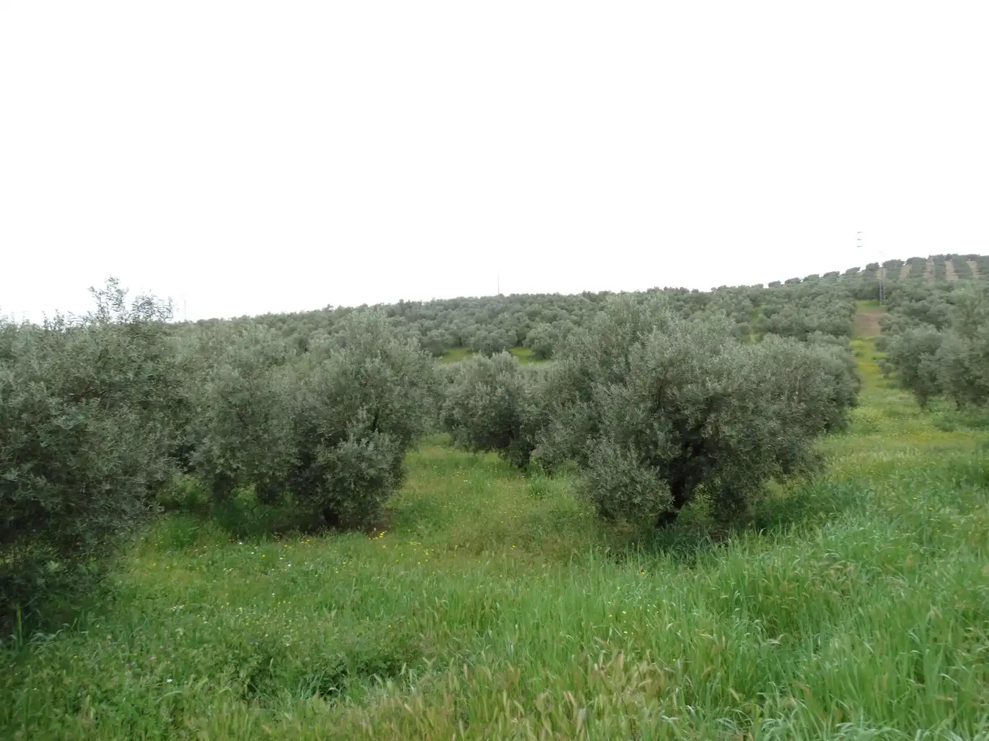 Lands and plots for sale in Calle CERRO LIMON, imagen 12
