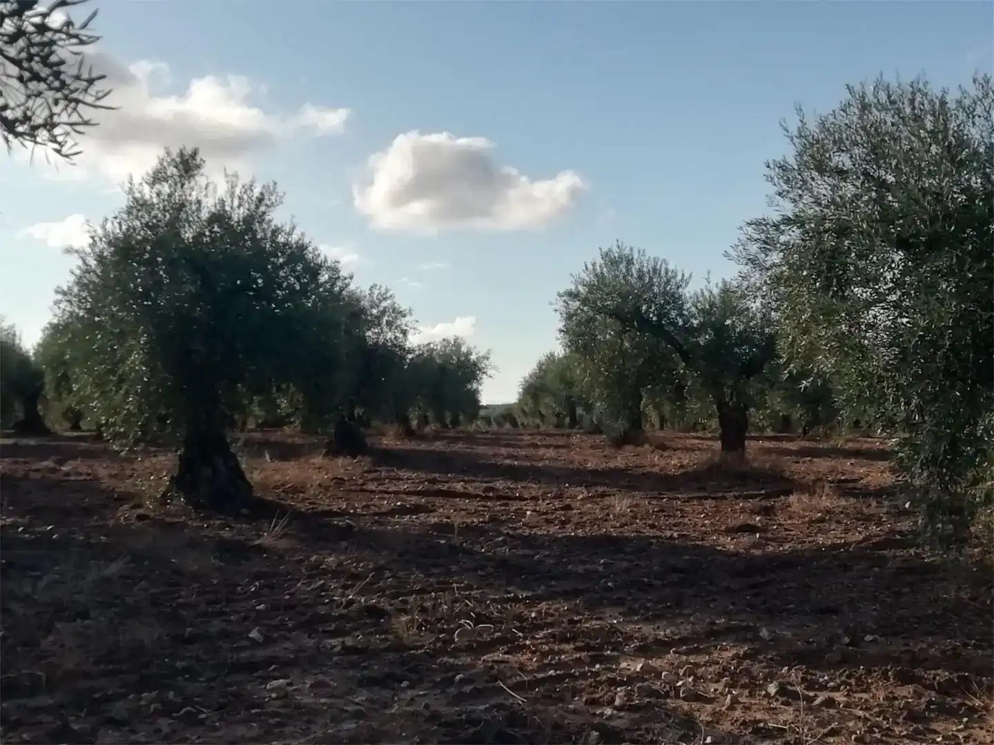 Terreno en venta en Arroyomolinos (Cáceres)