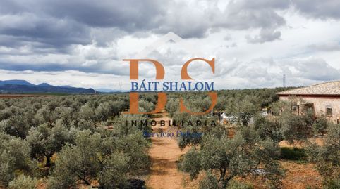 SE VENDE PARCELA DE 22.650M2 CON CASA LEGALIZADA, POZO PROPIO LEGALIZADO, OLIVAR, A 10 MIN DE ANTEQUERA., immagine 4