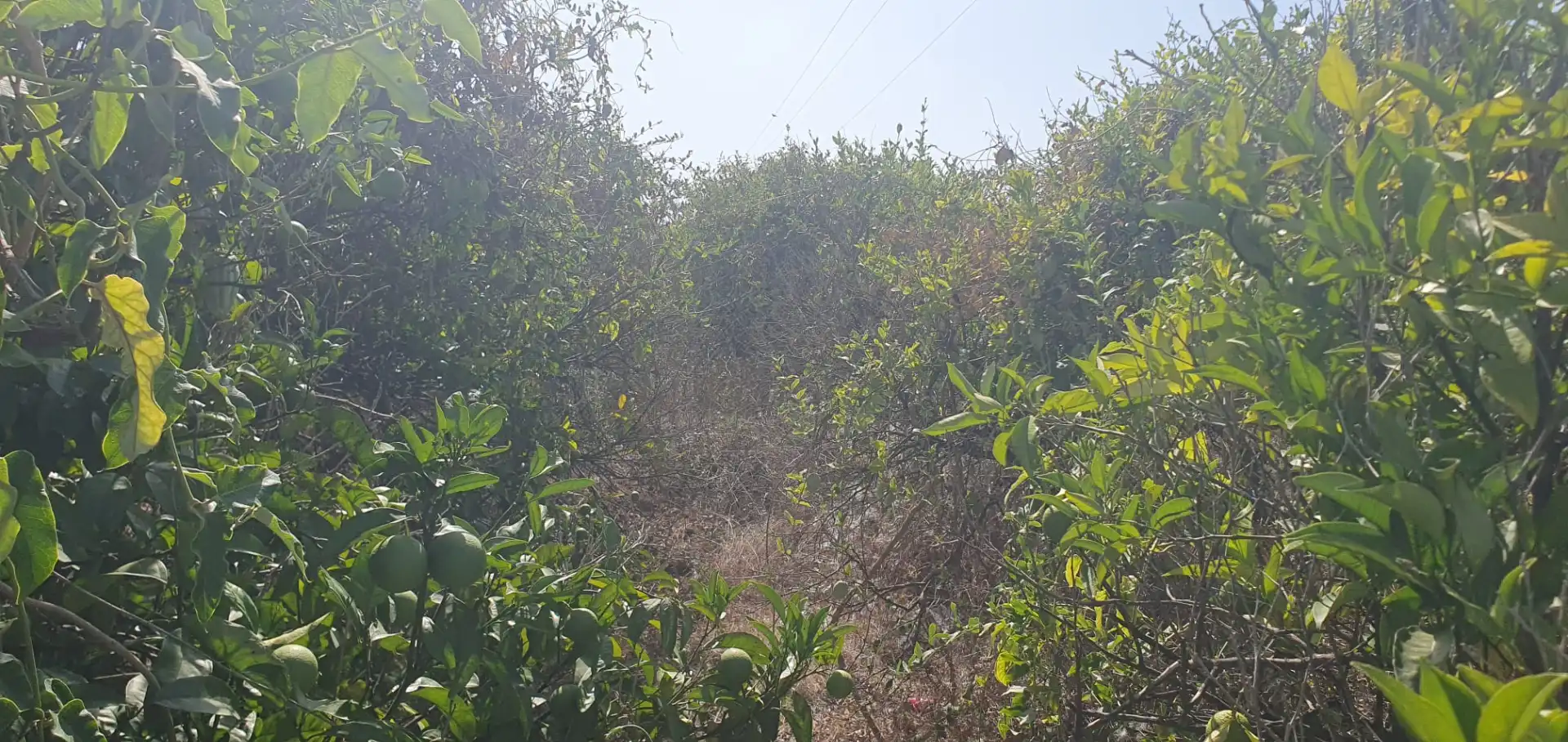Terreno rustico in vendita a N/A, imagen 5