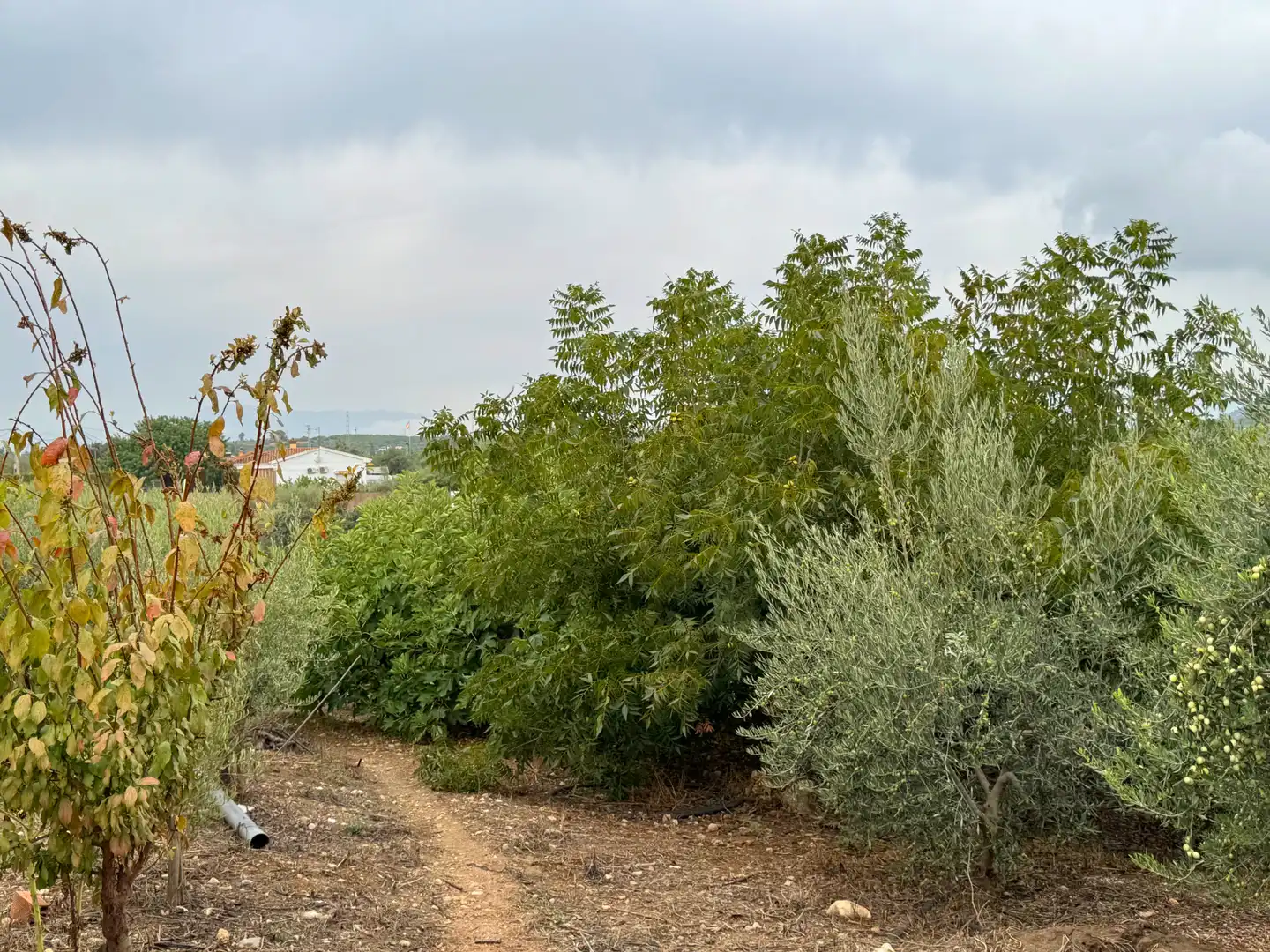 Landhaus mit Garten zum Verkauf in Alquería - Torrealquería, imagen 43