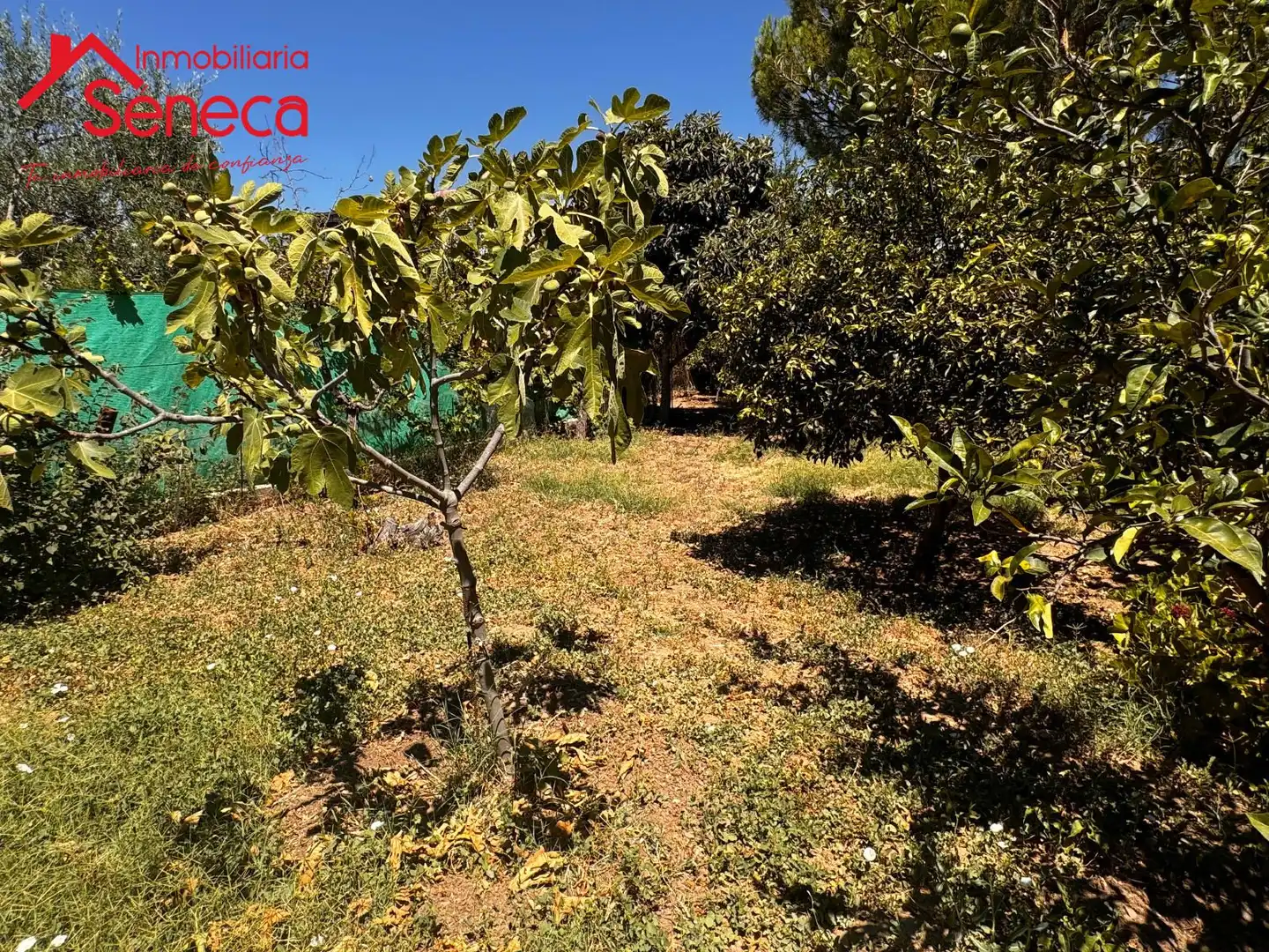 Casa o xalet en venda a El Higuerón