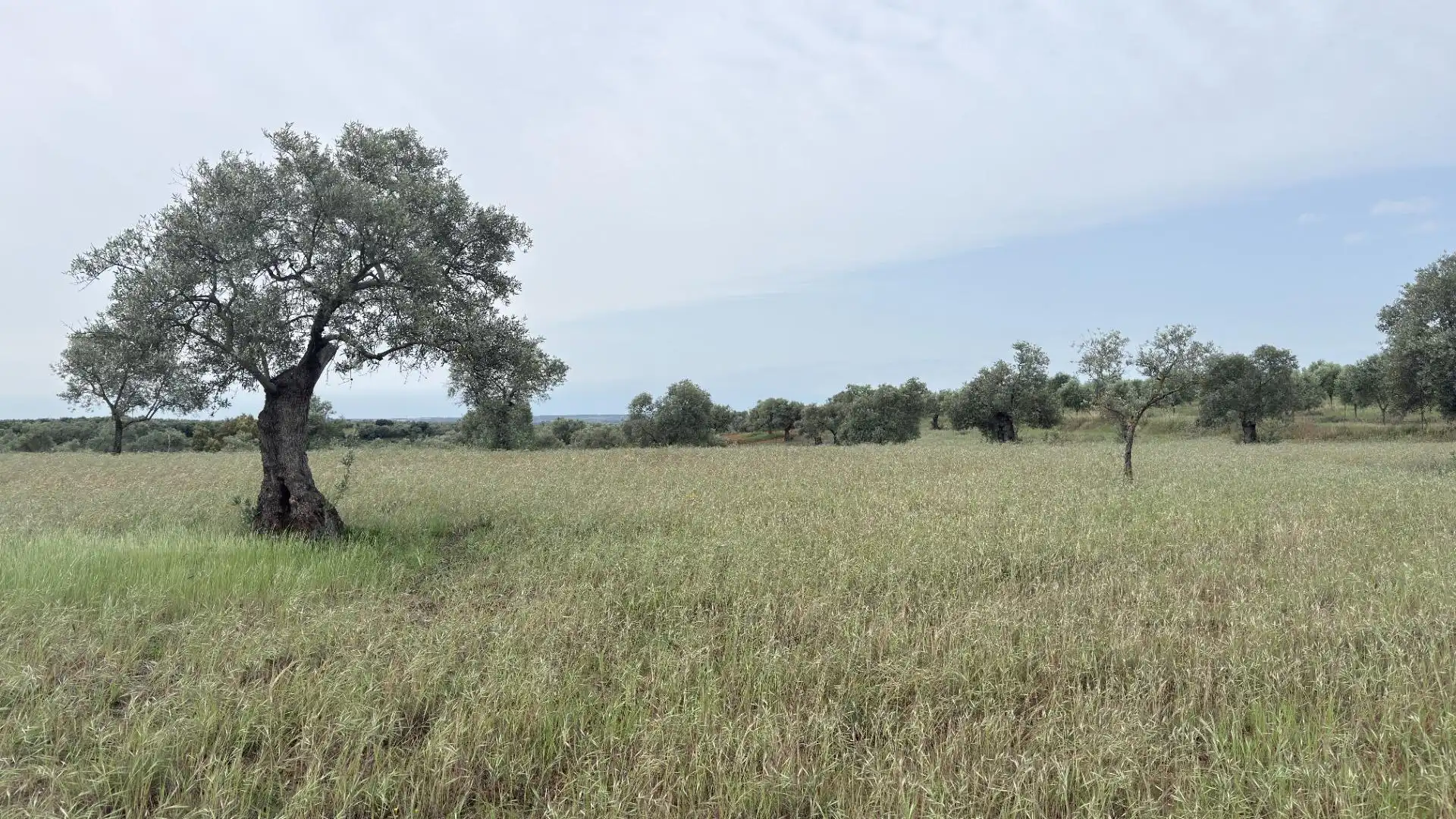 Terreni e lotti in vendita a Beas, imagen 7