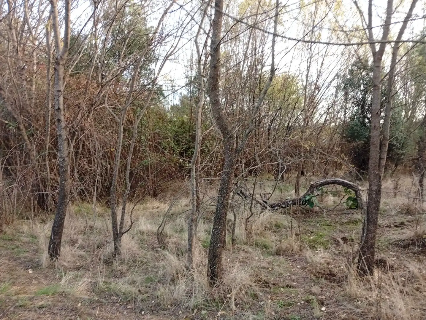 Terreni e lotti in vendita a Villanueva de la Vera, imagen 49