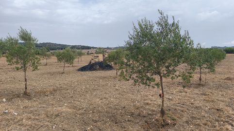 Finca con pozo y plantación de oliveras, immagine 3