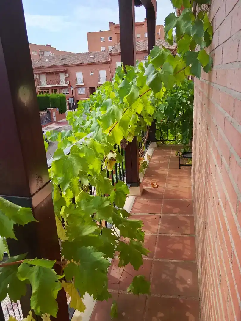 Terrassa de Casa o xalet en venda en Las Lomas - Salinera - La Muñeca